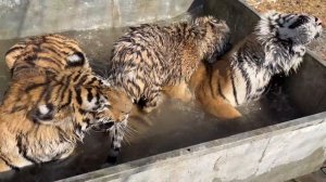 Тигрята выгнали Тигров из бассейна!)