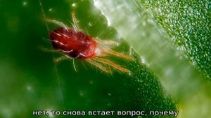 Почему не цветут лилии садовые