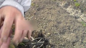Ищем клад на дачном участке(3 монеты нашли)