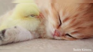 котёнок и цыплёнок красиво спят)