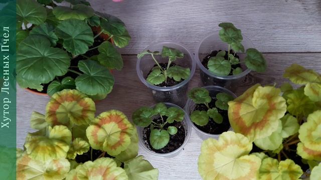 Пеларгония из семян, прищипка и обрезка побегов. смотреть онлайн