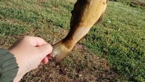 Джигуем мармеладными червями и кидаем блёсна. Нашли под берегом крупного линя. Рыбалка на спиннинг.