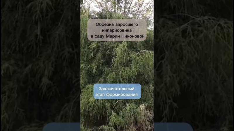 Обрезка заросшего кипарисовика в саду Марии Никоновой. Заключительный этап формирования.
