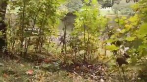 Звуки осеннего леса.Пение птиц.