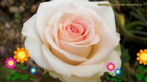 Роза чайно-гибридная Ла Бэлль. Краткий обзор, описание характеристик, где купить саженцы La Belle