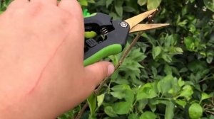 Личи \ Litchi Chinensis. Первое плодоношение Личи.