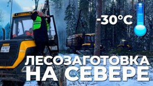 КАК РУБЯТ ЛЕС НА СЕВЕРЕ (РЕСПУБЛИКА КОМИ)