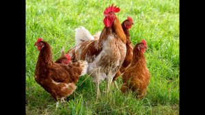 как говорят животные 3 голоса животных