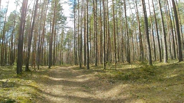 По какой тропе гуляют лошади? Хотелось бы их увидеть. смотреть онлайн