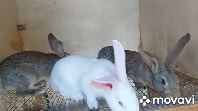 Кролики породы Белый великан и крольчата от Фландера. Результат голосования. Новая крольчиха.