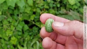 10 интересных фактов об арбузах: всемирный день арбуза, самый большой в мире арбуз, квадратный арбу