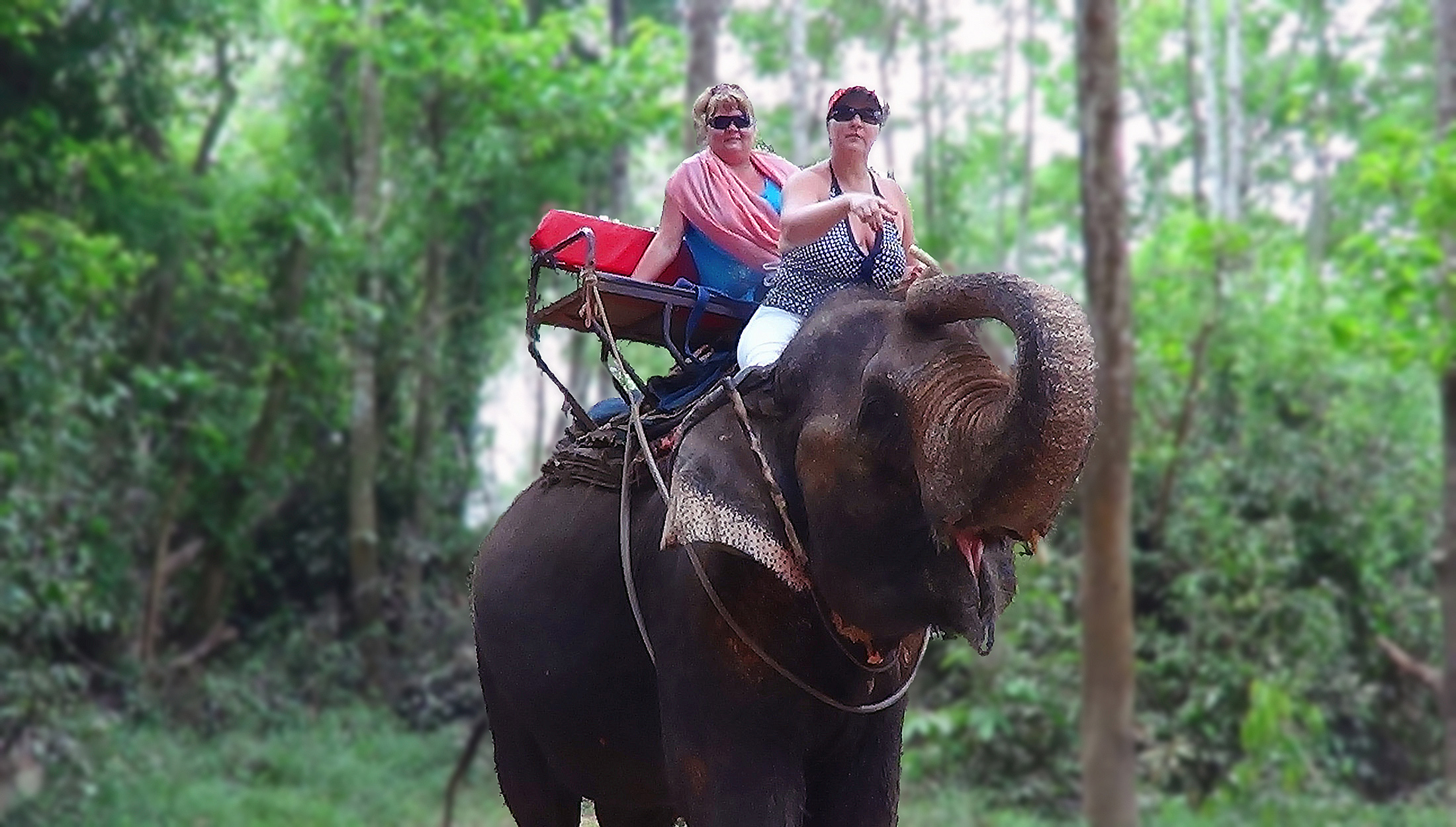 Отдых в Таиланде: на слонах по джунглям. Дух захватывает!