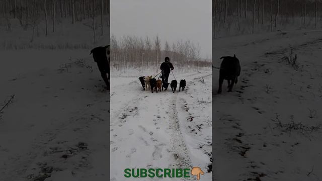 WALK WITH7️⃣DOGS IN THE🌨SNOW❄ | ROTTWEILERS❌ALABAI❌PRESA🔸️CANARIO | BIG DOGS🇷🇴ROMANIAN