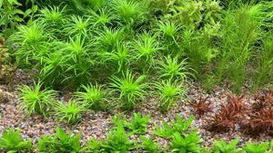 Людвигия пантанал, неудачный опыт выращивания. Ludwigia Inclinata var. verticillata Pantanal.