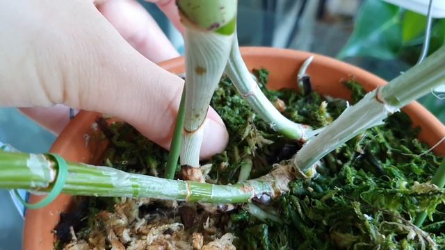 Cattleya violacea. Первое цветение...Мои наблюдения. смотреть онлайн