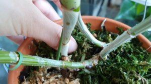 Cattleya violacea. Первое цветение...Мои наблюдения.