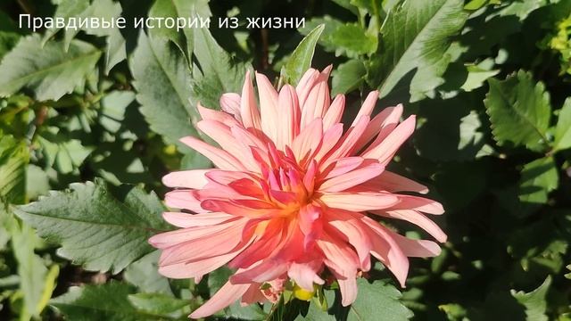 ? Бомж в переходе показался знакомым и она не растерялась и подошла... Истории из жизни. смотреть онлайн