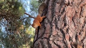 Геленджик. Белки и сосны главная достопримечательность. Russian resort towns #russia #Squirrels