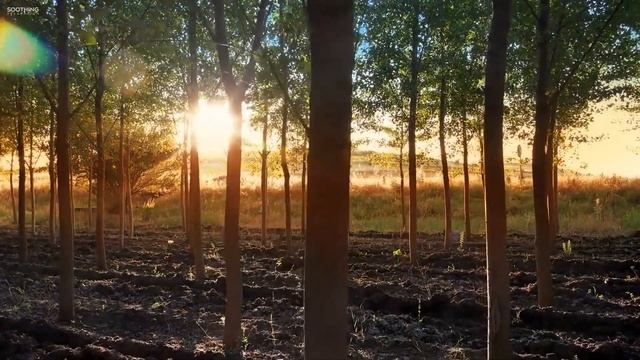Стихотворение "Моя Пасха" Автор: Маргарита Коломийцева Читает: Неля Золотов