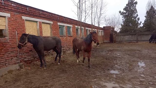 кошка ездит на лошади) смотреть онлайн