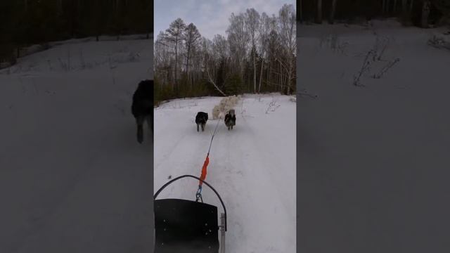 Единственная в России упряжка самоедов. 15 собак. Samoyed sleddogs. смотреть онлайн