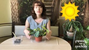 Филодендрон Уход в домашних условиях