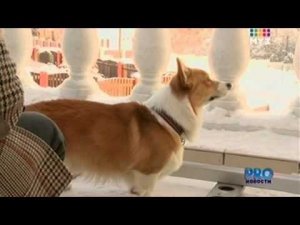 PROновости МУЗ ТВ от 20.01.2011. Воробьеву 23!