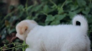 какие самые лучшие собачки для детей - what are the best dogs for kids