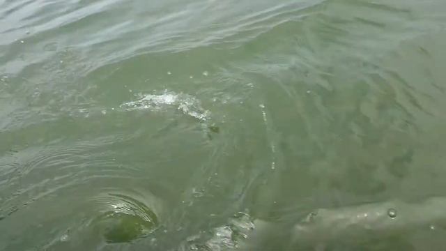 Seahawk 4 - Первый тест лодки смотреть онлайн