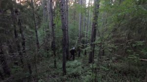 Рыбалка на лесной речке,Архангельская область,отправились в лес на дрезине по узкоколейке.Лойга