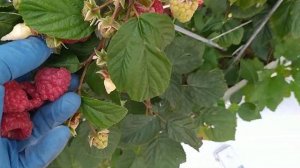 Малина Версаль взвешиваем ягоду