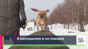 В наморднике и на поводке