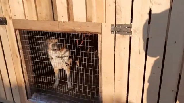 Приют Добрые руки Котельнич