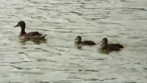 А утки кря Автор Ст Горбик кавер Г Погорельская.mp4