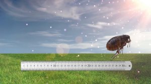 Посмотрите, на Что Способно Самое Опасное Насекомое в Мире