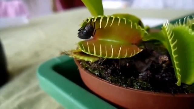 растение Дионея Мухоловка   цветок хищник