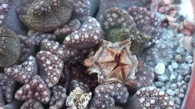 Beweging Titanopsis calcarea смотреть онлайн