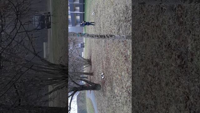 Джек Рассел терьер. смотреть онлайн