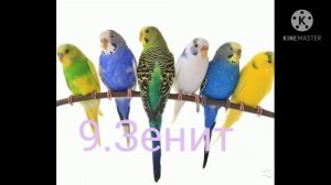 Имена для попугая/мальчик/ топ 16