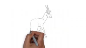 как нарисовать антилопу,how to draw an antelope,cómo dibujar un antílope,come disegnare un antilope