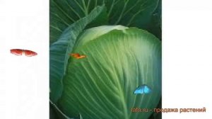 Капуста белокочанная Морозко (morozko morozko) ? Морозко обзор: как сажать, семена капусты Морозко