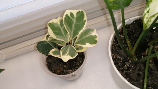 Прогулка по моей комнате часть 4,окно часть 2 смотреть онлайн