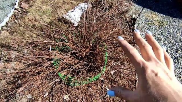 Как обрезаю лапчатку, которой была сделана омолаживающая обрезка?05.04.2023 смотреть онлайн