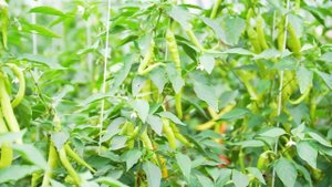 Остроту этого Перца мы Регулируем Обычным Поливом. Перец Острый ШТОПОР.