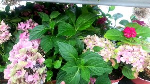 ?ЛЕРУА МЕРЛЕН?Скидки На Садовые Растения⚘?