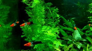 Меченосцы Кои Шова Триколор Флаг