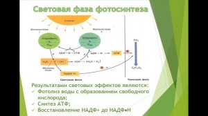 11 класс. Биология. Фотосинтез