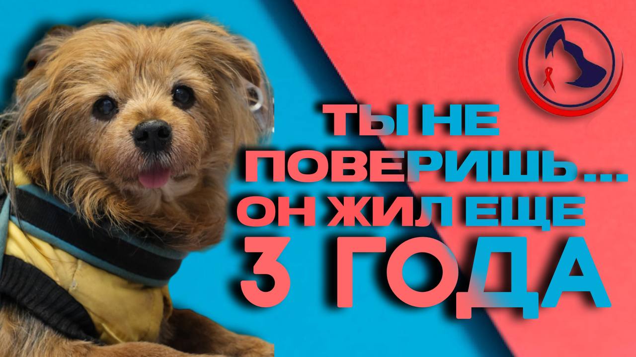 Здоровье питомцев в формате вопрос-ответ