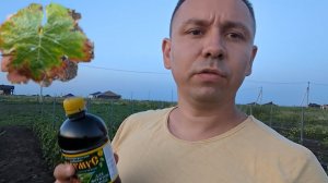 Некроз, хлороз... Чего не хватает винограду? Листовая подкормка ГУМАТОМ