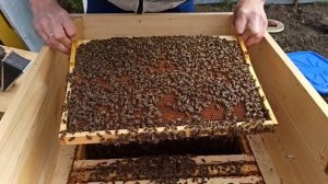 Работа пчёл на майский мёд. Борьба с клещом Варроа